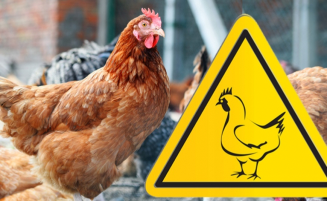 ОБЕРЕЖНО! Зареєстровано спалахи високопатогенного грипу птиці
