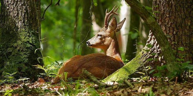 У лісових масивах Шепетівщини зустрічаються червонокнижні види тварин