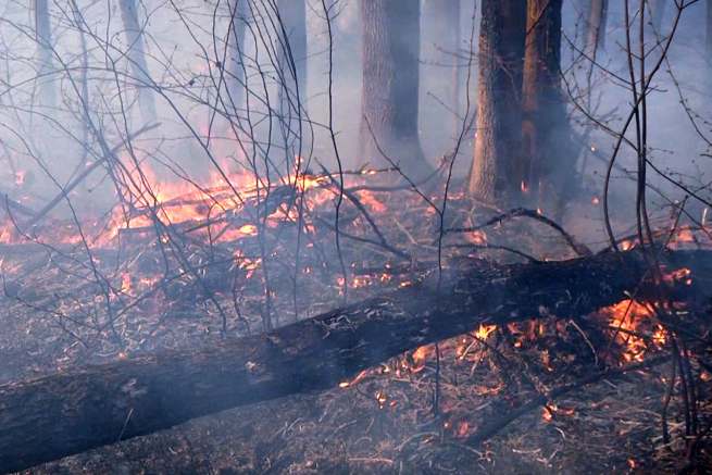 Через паління очерету на Хмельниччині загорівся ліс (ВІДЕО)
