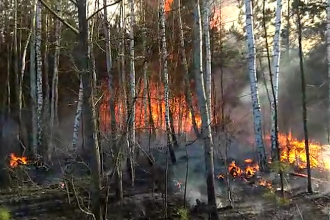 Через необережне поводження з вогнем на Полонщині загорілося 4,6 га лісу