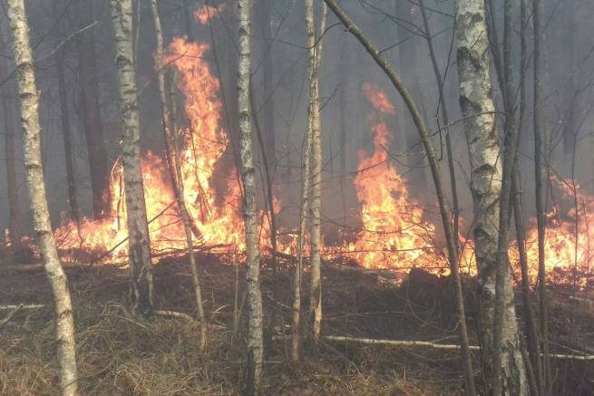 Людська необережність призвела до пожежі лісової підстилки в Ізяславському районі