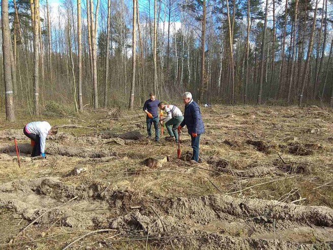 Працівники ДП «Шепетівський лісгосп» висаджують лісові культури у всіх лісництвах