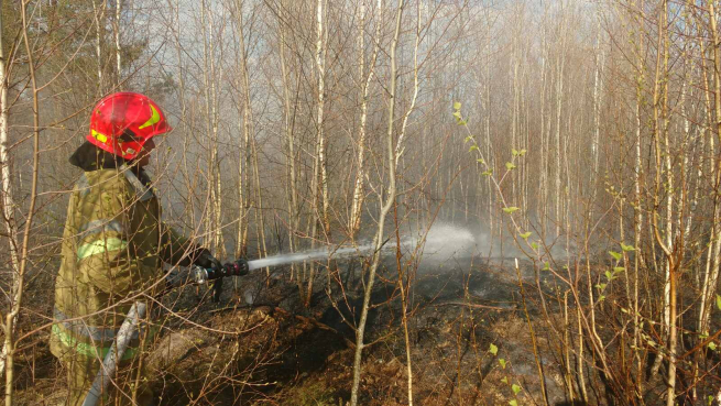 Через необережне поводження з вогнем на території Шепетівського лісгоспу виникла пожежа
