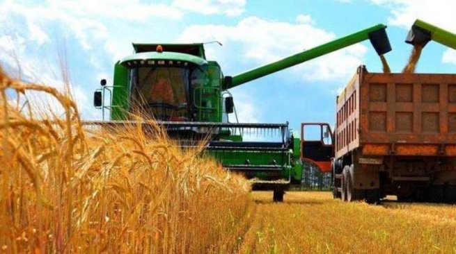 На Шепетівщині наближаються до завершення жнива ранніх зернових та зернобобових культур